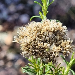 Cassinia quinquefaria at Bobundara, NSW - 12 May 2023 10:47 AM