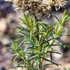 Cassinia quinquefaria at Bobundara, NSW - 12 May 2023
