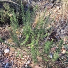 Cassinia quinquefaria at Bobundara, NSW - 12 May 2023 10:47 AM