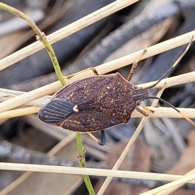 Poecilometis strigatus (Gum Tree Shield Bug) at Bobundara Nature Reserve - 12 May 2023 by trevorpreston
