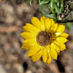 Xerochrysum viscosum (Sticky Everlasting) at Cooma, NSW - 12 May 2023 by trevorpreston