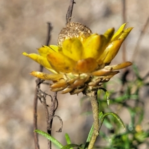 Xerochrysum viscosum at Cooma, NSW - 12 May 2023 10:21 AM