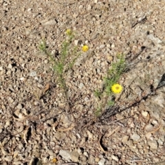 Xerochrysum viscosum at Cooma, NSW - 12 May 2023 10:21 AM