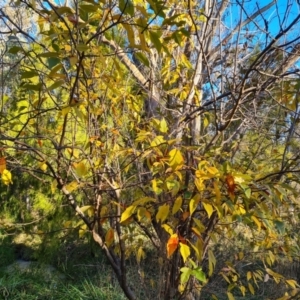 Prunus sp. at Farrer, ACT - 12 May 2023