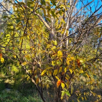 Prunus sp. (A Plum) at Farrer Ridge - 12 May 2023 by Mike