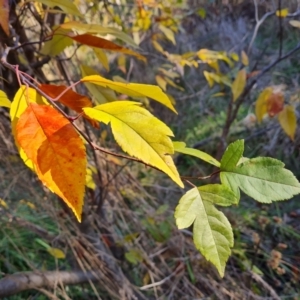 Prunus sp. at Farrer, ACT - 12 May 2023 03:57 PM