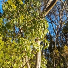 Brachychiton populneus subsp. populneus (Kurrajong) at Farrer Ridge - 12 May 2023 by Mike