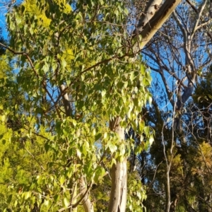 Brachychiton populneus subsp. populneus at Farrer, ACT - 12 May 2023