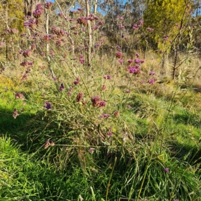 Verbena incompta (Purpletop) at Farrer Ridge - 12 May 2023 by Mike