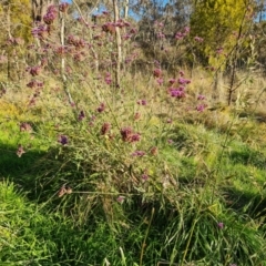 Verbena incompta (Purpletop) at Farrer, ACT - 12 May 2023 by Mike