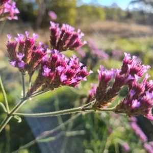 Verbena incompta at Farrer, ACT - 12 May 2023