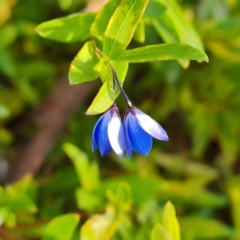 Billardiera heterophylla (Western Australian Bluebell Creeper) at Farrer, ACT - 12 May 2023 by Mike