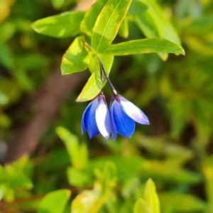 Billardiera heterophylla at Farrer, ACT - 12 May 2023