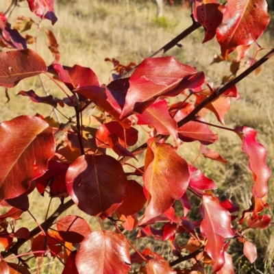 Pyrus ussuriensis (Manchurian Pear) at Farrer, ACT - 12 May 2023 by Mike