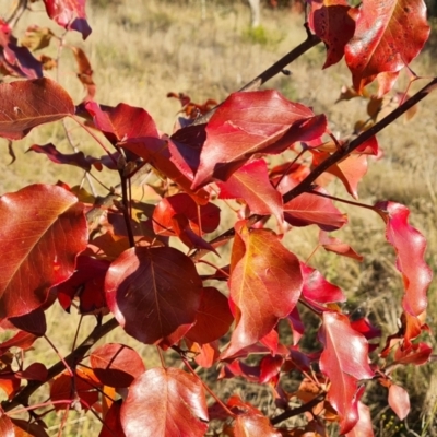 Pyrus ussuriensis (Manchurian Pear) at Farrer Ridge - 12 May 2023 by Mike