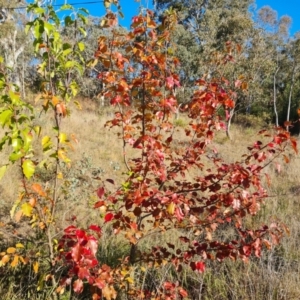 Pyrus ussuriensis at Farrer, ACT - 12 May 2023