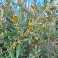 Olea europaea subsp. cuspidata (African Olive) at Farrer, ACT - 12 May 2023 by Mike