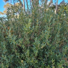Olea europaea subsp. cuspidata at Farrer, ACT - 12 May 2023