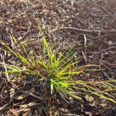 Ehrharta erecta (Panic Veldtgrass) at Farrer, ACT - 12 May 2023 by Mike
