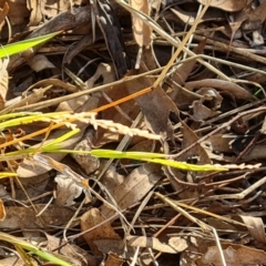 Ehrharta erecta at Farrer, ACT - 12 May 2023