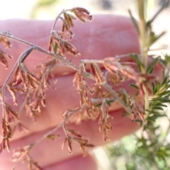 Cassinia sifton (Sifton Bush, Chinese Shrub) at Murrumbateman, NSW - 12 May 2023 by SimoneC