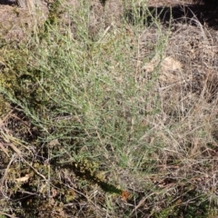 Cassinia sifton at Murrumbateman, NSW - 12 May 2023