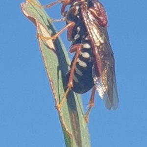 Pergagrapta bella at Wanniassa, ACT - 11 May 2023 02:16 PM