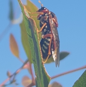 Pergagrapta bella at Wanniassa, ACT - 11 May 2023 02:16 PM