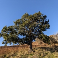 Brachychiton populneus subsp. populneus (Kurrajong) at Stromlo, ACT - 12 May 2023 by HelenCross