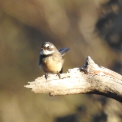 Rhipidura albiscapa (Grey Fantail) at Stromlo, ACT - 12 May 2023 by HelenCross