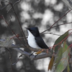 Myiagra inquieta (Restless Flycatcher) at Kambah, ACT - 12 May 2023 by HelenCross