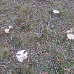 Austrocortinarius australiensis at Northangera, NSW - 10 May 2023 05:06 PM