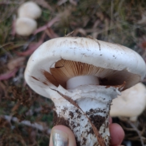 Austrocortinarius australiensis at Northangera, NSW - 10 May 2023 05:06 PM