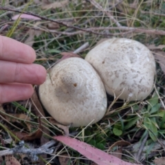 Austrocortinarius australiensis at Northangera, NSW - 10 May 2023 05:06 PM