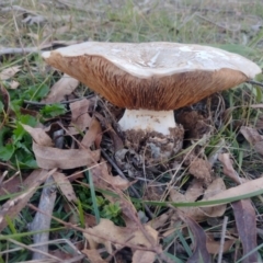 Austrocortinarius australiensis at Northangera, NSW - 10 May 2023 05:06 PM