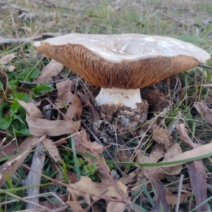 Cortinarius australiensis at Northangera, NSW - 10 May 2023