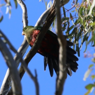 Alisterus scapularis (Australian King-Parrot) at Watson, ACT - 11 May 2023 by RodDeb