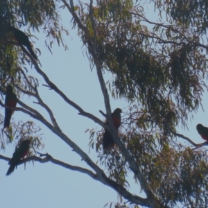 Alisterus scapularis at Watson, ACT - 12 May 2023