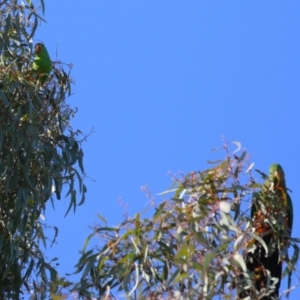 Alisterus scapularis at Watson, ACT - 12 May 2023