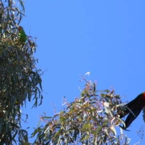 Alisterus scapularis at Watson, ACT - 12 May 2023