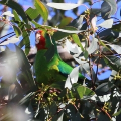 Lathamus discolor (Swift Parrot) at Watson, ACT - 12 May 2023 by RodDeb