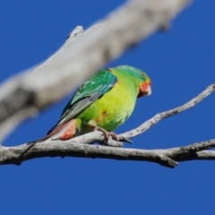 Lathamus discolor at Watson, ACT - 12 May 2023