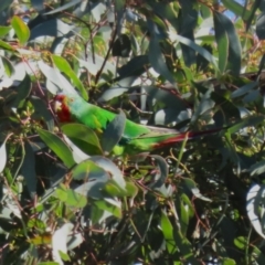 Lathamus discolor at Watson, ACT - 12 May 2023