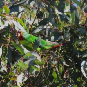 Lathamus discolor at Watson, ACT - suppressed