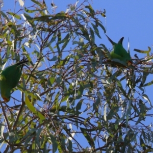 Lathamus discolor at Watson, ACT - suppressed