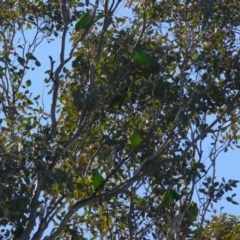 Lathamus discolor at Watson, ACT - 12 May 2023