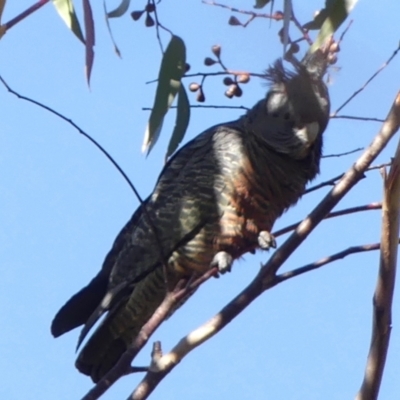 Callocephalon fimbriatum (Gang-gang Cockatoo) at Jellore State Forest - 10 May 2023 by Curiosity