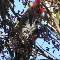 Callocephalon fimbriatum at Woodlands, NSW - 10 May 2023