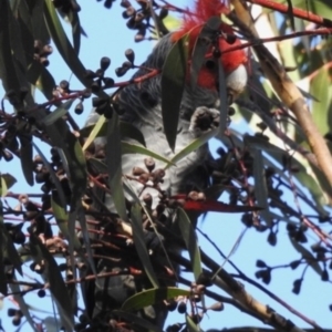 Callocephalon fimbriatum at Woodlands, NSW - 10 May 2023