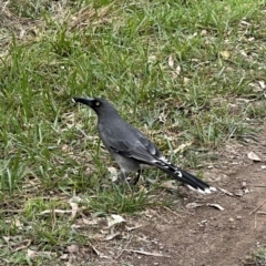 Strepera versicolor (Grey Currawong) at Aranda Bushland - 26 Mar 2023 by lbradley